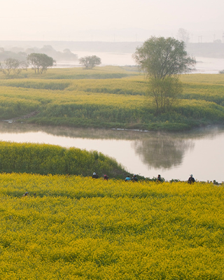 Rapeseed in the Yeongsangang River